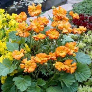 Geum coccineum Borisii