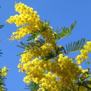 Acacia dealbata Mimosa