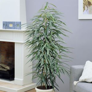 Ficus Binnendijkii Amstel King