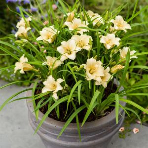 Hémérocalle EveryDaylily Cream