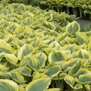 Hosta Liberty racine