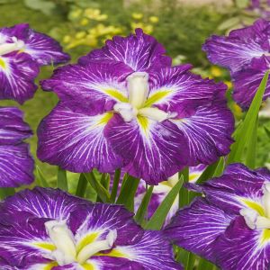 Iris Ensata Dinner Plate Jell-O