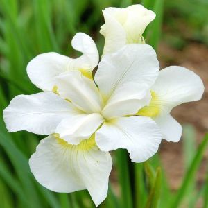 Iris sibirica Esther x 3