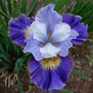 Iris sibirica Magnetism