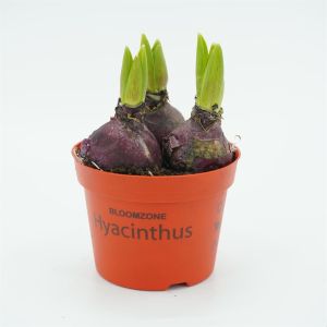 Rode Hyacinthen op pot x 3