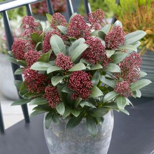 Skimmia dhiver/Rubella P 15