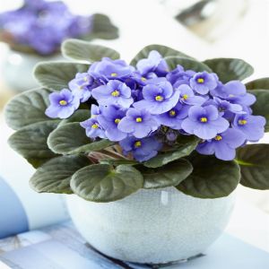 Saintpaulia bleu clair