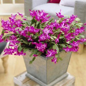 Schlumbergera rose