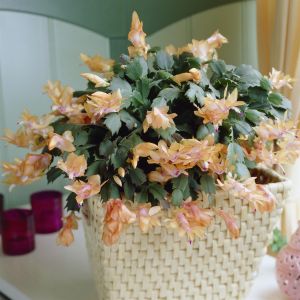 Schlumbergera jaune / blanche