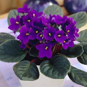 Saintpaulia violet