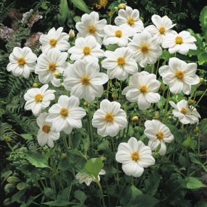 Dahlia Sneezy