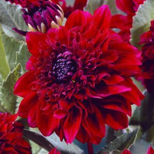 Dahlia Soulman
