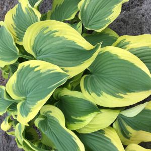 Hosta Broad Band