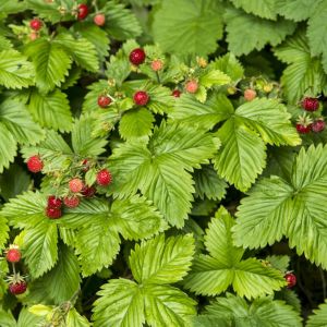 Fraisiers Summer Breeze