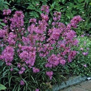 Lychnis viscaria splendens