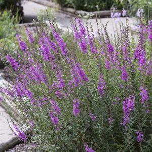 Lythrum virgatum Dropmore Purple