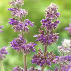 Salvia verticillata Purple Rain