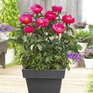 Pivoine Karl Rosenfield