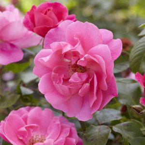 Floribunda Rose Pink 17 cm pot