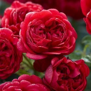 Floribunda Rose Red 17 cm pot