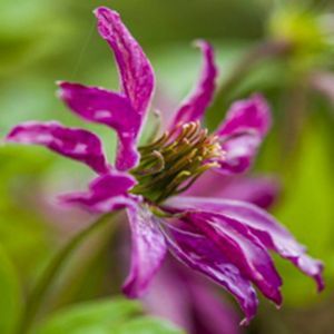 Clematis Viticella Rosalyn