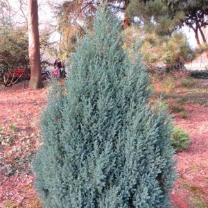 Juniperus Stricta 9 cm pot