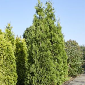 Thuja occidentalis Brabant