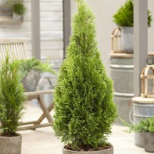 Thuja occidentalis Bright Smaragd 9 cm p