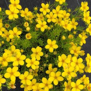 Potentilla f Hendlin Bella Lindsey 9 cm