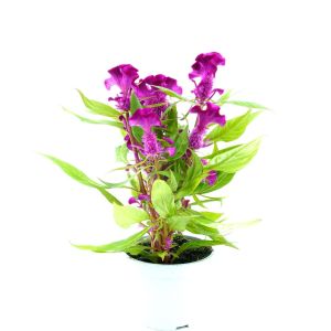 Celosia Purple