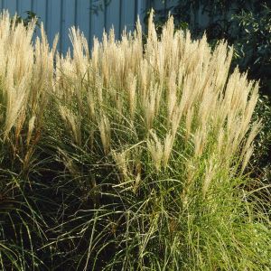 Miscanthus sinensis kleine Silberspinne