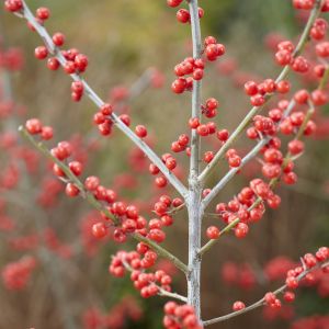 Ilex meserveae Blue Princess/Houx