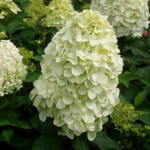 Hydrangea paniculata Hercules 12 cm pot