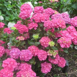 Hydrangea macrophylla Sibilla 12 cm pot