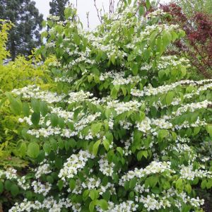 Viburnum plicatum Kilimandjaro 9 cm pot