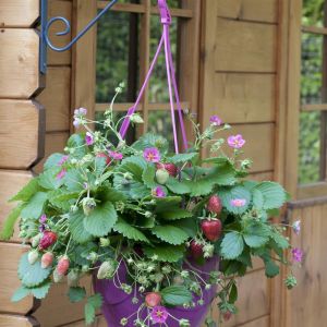 Fragaria Toscana
