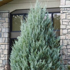 Juniperus horizontalis Wiltonii
