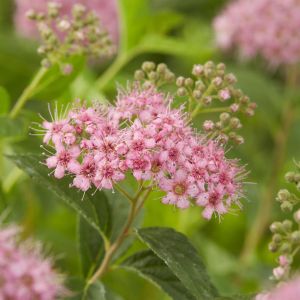 Spiraea japonica Manon 9 cm pot