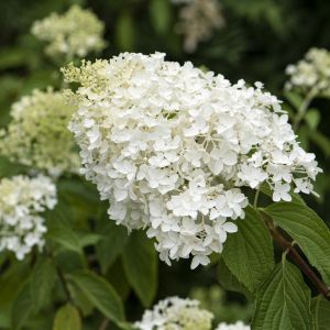 Hydrangea paniculata Little Lime