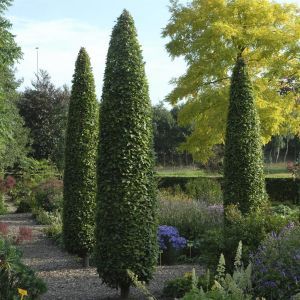 Carpinus Betulus 9 cm