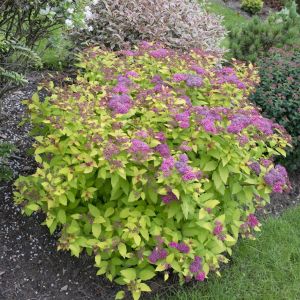 Spiraea japonica Goldflame 9 cm