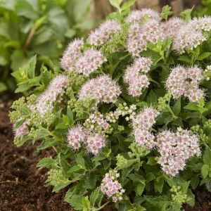 Spiraea japonica Nana 9 cm