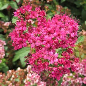 Spiraea japonica Crispa 9 cm pot