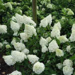 Hydrangea paniculata Mojito 12 cm pot