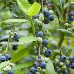 Vaccinium corymbosum (Nelson)