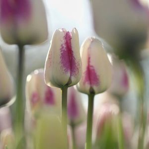 Tulip Fosteriana Flaming Purissima 11/12 x 10