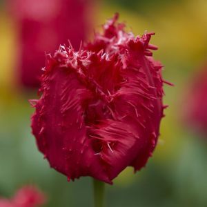 Tulipa Barbados