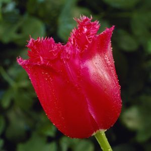 Tulipa Burgundy Lace