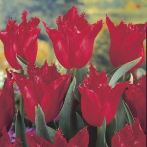 Tulipa Calibra