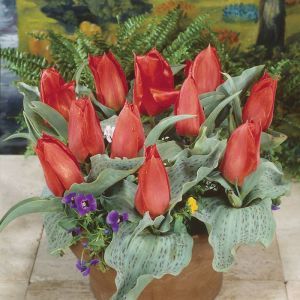 Tulip greigii Annie Salomons 11/12 cm x 10